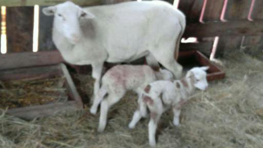 Jonathans new lambs